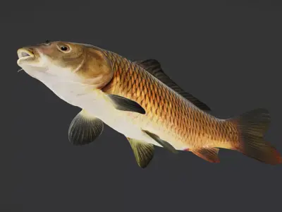 Common Carp - Cyprinus Carpio Realistic Animated 3D model