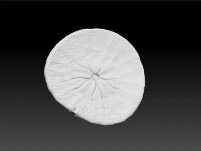 Sand Dollar Sea Urchin 3D Scan 3D model