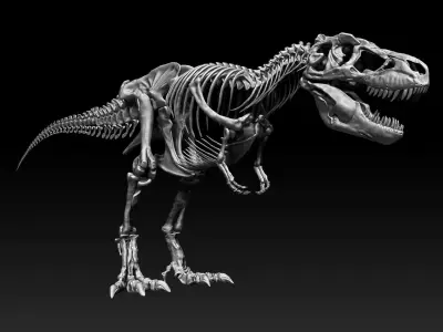Dinosaur SubTyrannosaurus Rex Full Skeletons - SubREX 3D model