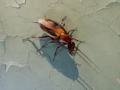 Realistic Cockroach 3D Model Rigged and PBR Textured 3D model