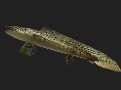 Bichir Low-poly 3D model