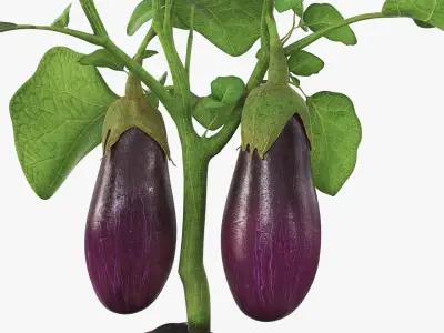 Eggplant Plant with Root Soil Purple 3D model