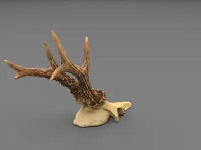 Deer skull with horns 01 high-poly 3D model