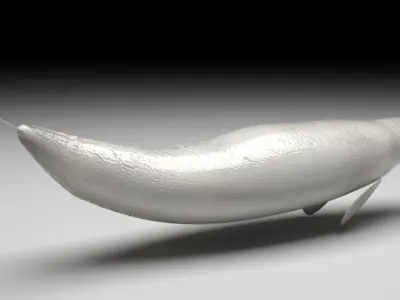 Beluga Whale 3D model