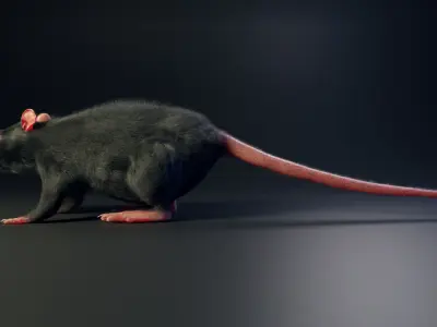 Rat model Low-poly 3D model