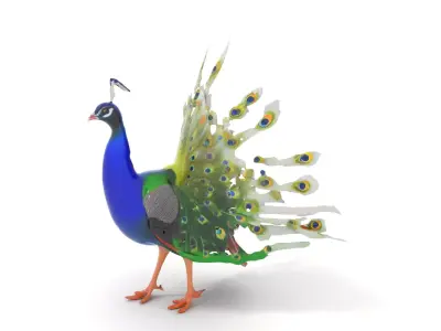 Vibrant Peacock model pack Low-poly 3D model