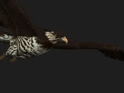 Eagle V1E 3D model
