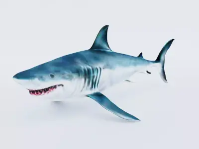 Shark Free 3D model