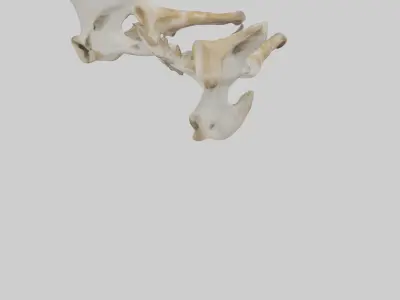 Giraffe Pelvis Low-poly 3D model