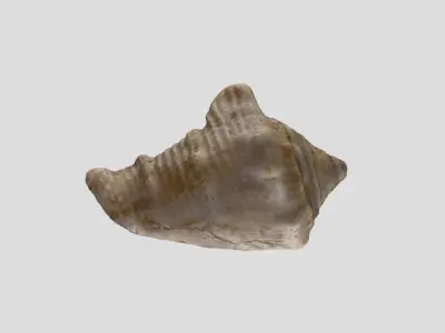 A sea shell 3D model