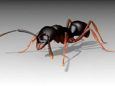 Asian needle ant Low-poly 3D model