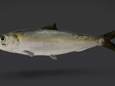 Bali Sardinella -Pacific Herring Animated 3D model