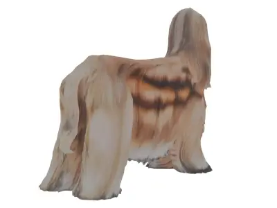 Afghan hound Low-poly 3D model