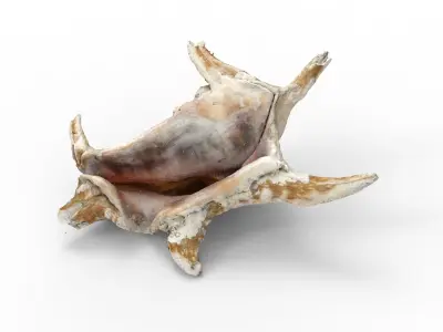 Full detailed sea shell photogrammetry 3D model