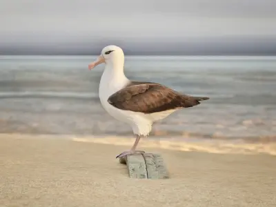 bird Albatross Free 3D model