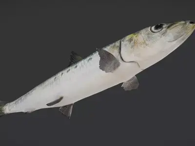 Realistic Sardine Animated 3D model