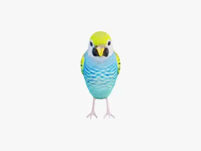 Budgerigar Free 3D model
