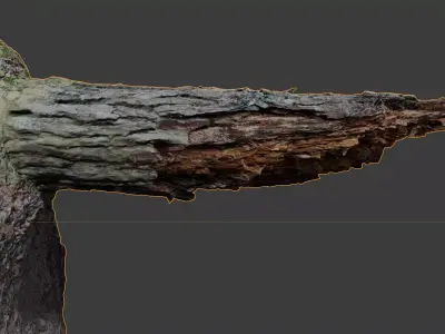 Rotten Tree trunk broken in forest 3d photorealistic scan 3D model