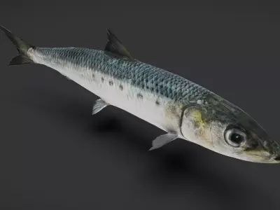 Realistic Sardine Animated 3D model