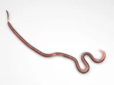 Roundworm 3D model