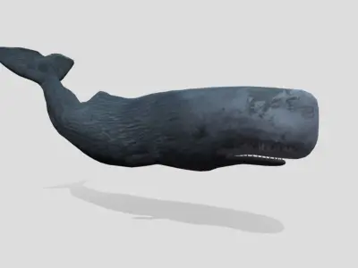 Sperm Whale Low-poly 3D model