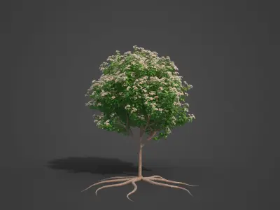2021 PBR Mexican Lime Collection - Citrus Aurantifolia  3D model