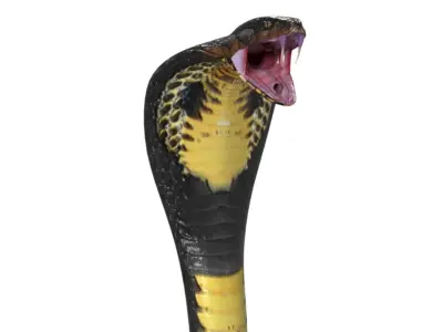 King Cobra Black Snake Low Poly Realistic 3D model