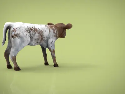 REALISTIC CALF cow 3D model