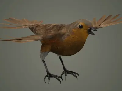 bird jay bee feather eagle cockatoo toucan sparrow  3D model