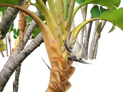 Strelitzia nicolai - Natal wild banana Tree 02  3D model