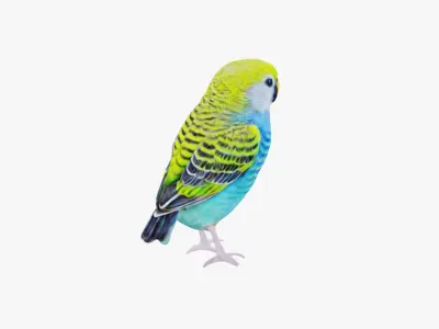 Budgerigar Free 3D model
