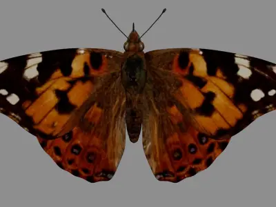 Painted Lady - Butterfly Rig - Animated 3D model