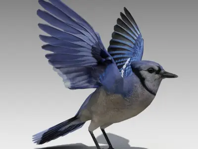 Blue Jay Animated Low-poly 3D model