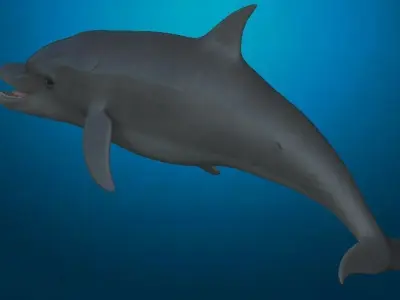 Rigged dolphin Low-poly 3D model