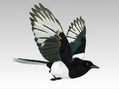 Magpie Low-poly 3D model