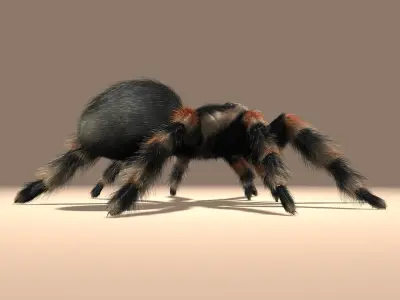 Tarantula (ANIMATED) (FUR) 3D model
