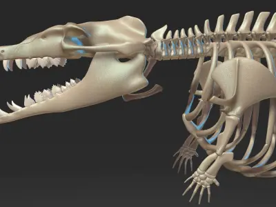 Basilosaurus skeleton 3D model