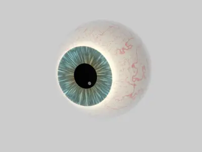 Human Eye Cross Section Eyeball 3D model