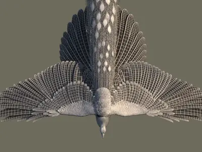 Peacock 3D model in flight 3D model