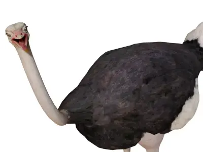 Ostrich 3D Model Low-poly 3D model