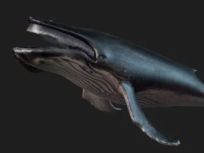 Whale-Animated 3D model