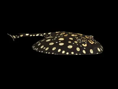 Motoro Stingray Black Diamond Low-poly 3D model