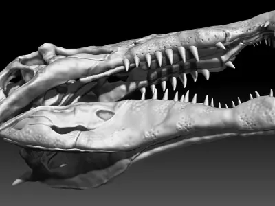 Dinosaur Spinosaurus Skull Set 3D model