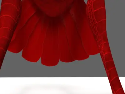 Scarlet ibis 3D model