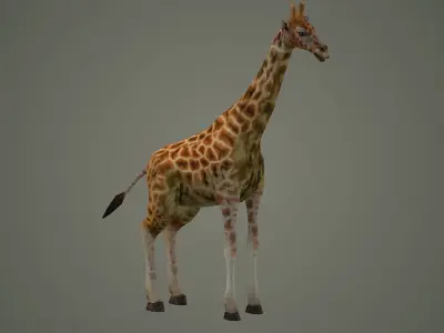 giraffe illustration wildlife anatomy mammal nature  zoo animals 3D model