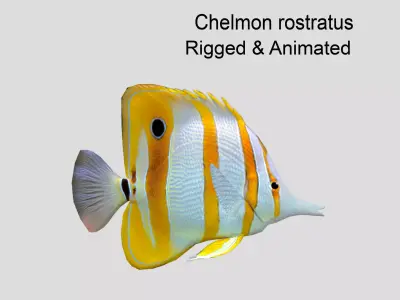 Chelmon rostratus Low-poly 3D model
