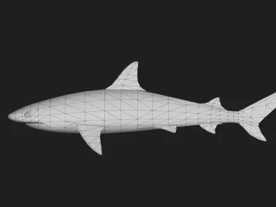 Blacknoseshark Low-poly 3D model