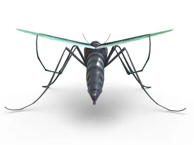 High Poly Big Realistic Mosquito Low-poly 3D model