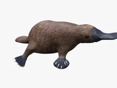 Platypus koala Low-poly 3D model