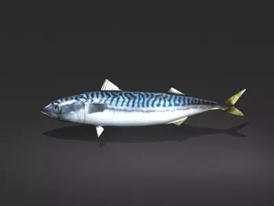 Mackerel Fish Low-poly 3D model